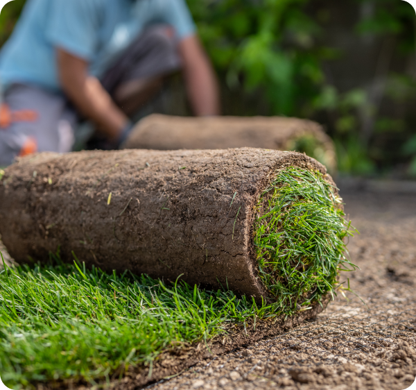 Zakładanie trawnika