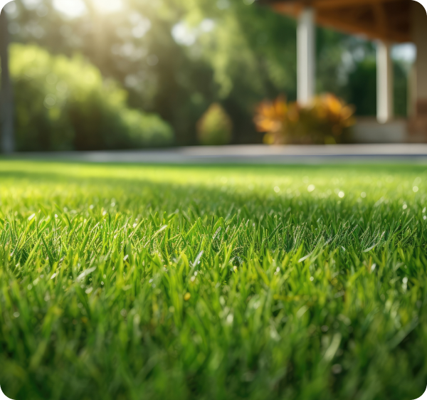 Trawnik przy domu