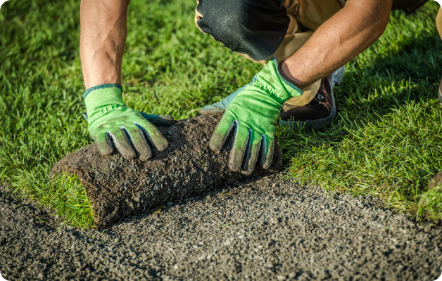 Zakładanie trawnika
